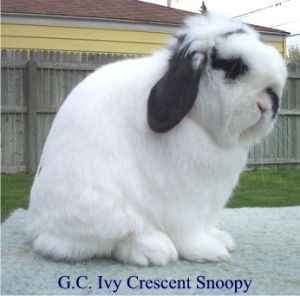 Haley's Great Grand Sire - Photo taken from www.ivycrescenthollands.com