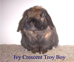 Troy Boy (Thunder's sire) - Photo taken from www.ivycrescenthollands.com
