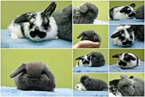 Baby buns collage